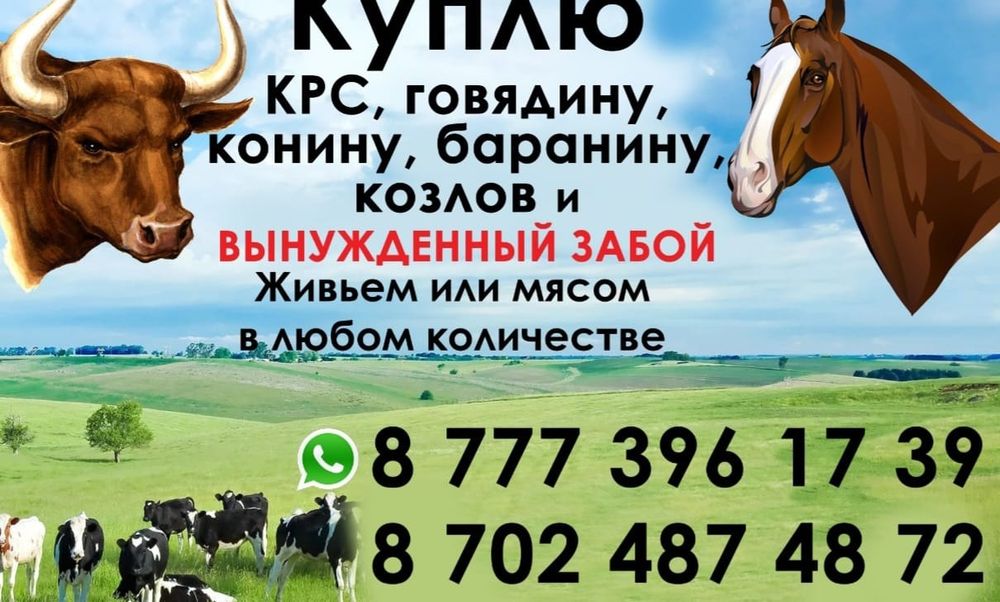 Быков тёлок коров лошадей