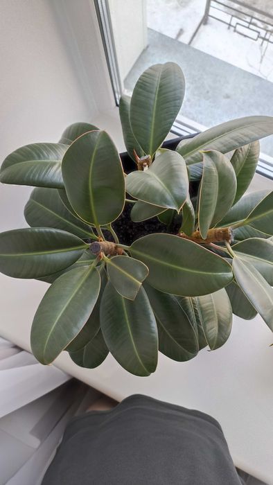 Продам фикус Мелани