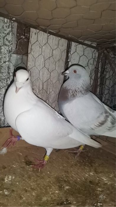 vand sau schimb porumbei