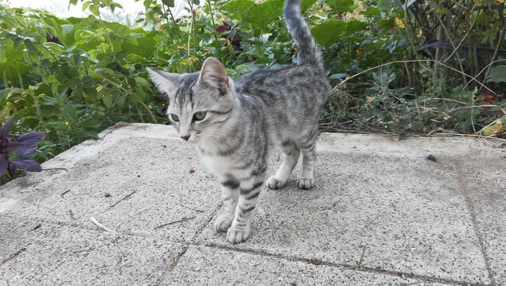 Котка тигър на 5 месеца