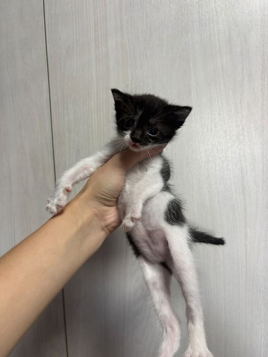 Котята бесплатно