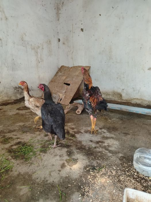 Dakan xo'roz sotiladi