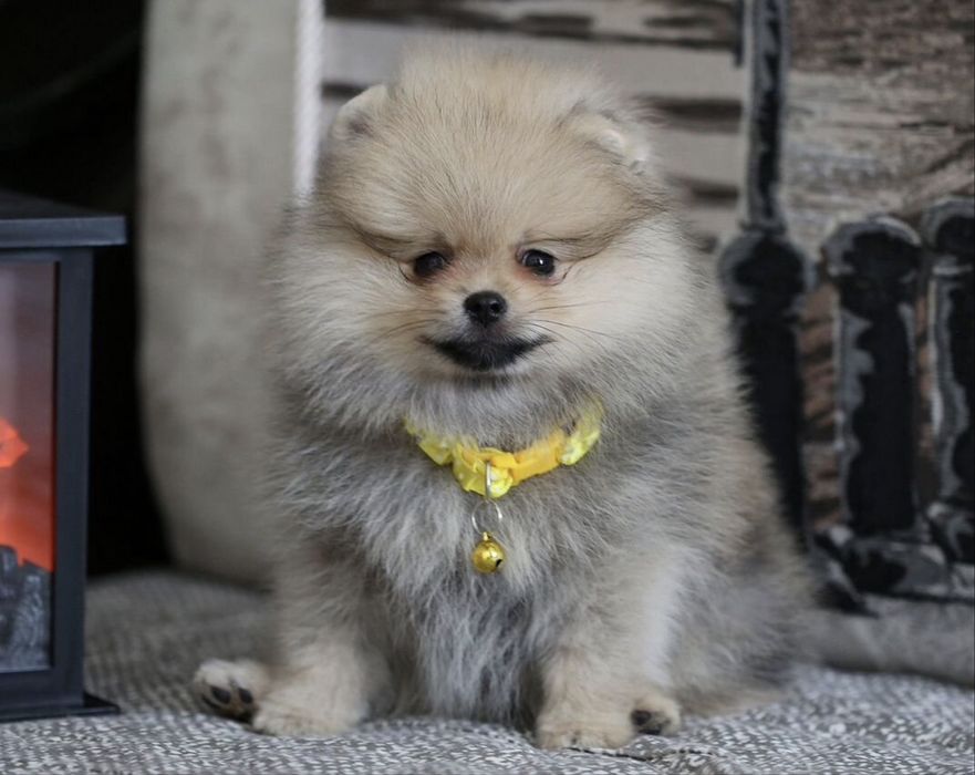 Щпиц померанский с документами рассрочка