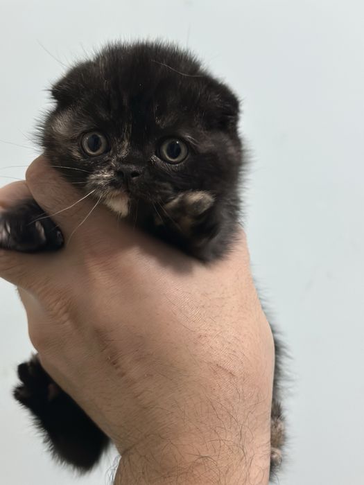 Продается котенок скоттиш фолд