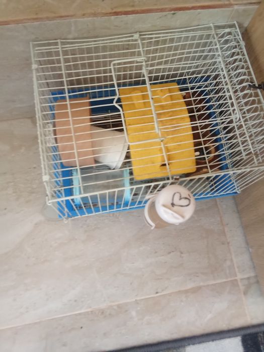 Vând hamster cu tot cu cutie și accesorii