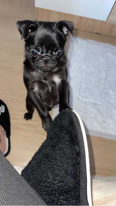 Продам щенка мопса