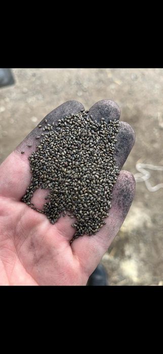 Жоңышқа тұқымы 2700