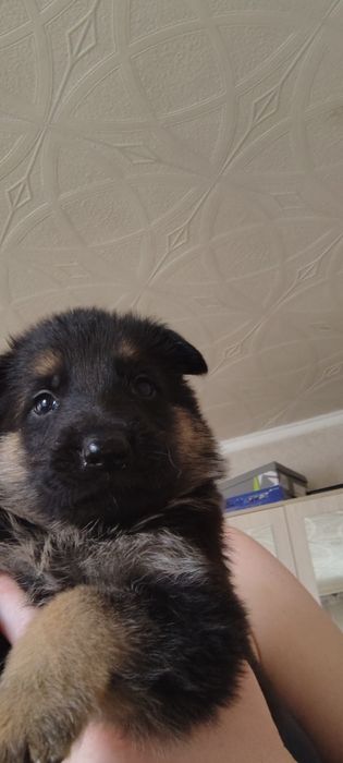 Щенки немецкой овчарки