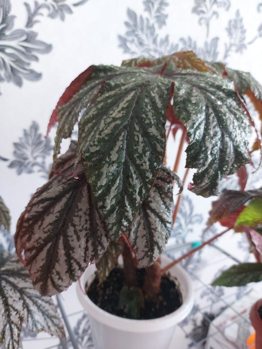 Продам комнатные цветы