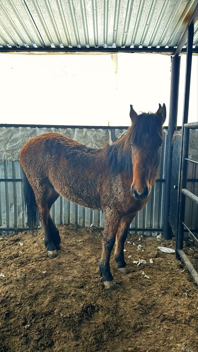 Семиз тай сатылады