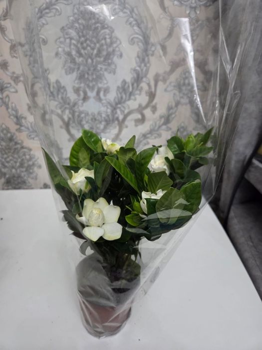 Домошние цветы , Үй өсімдіктері