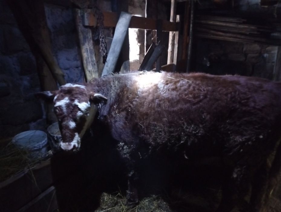 Продам телку жирную