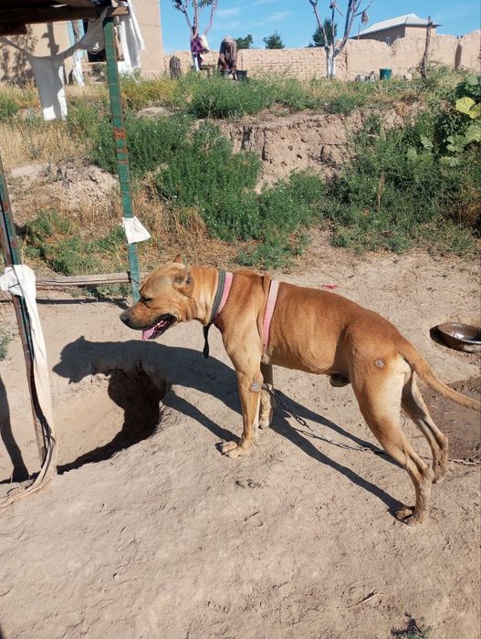 Sotiladi pitbul 2 yosh
