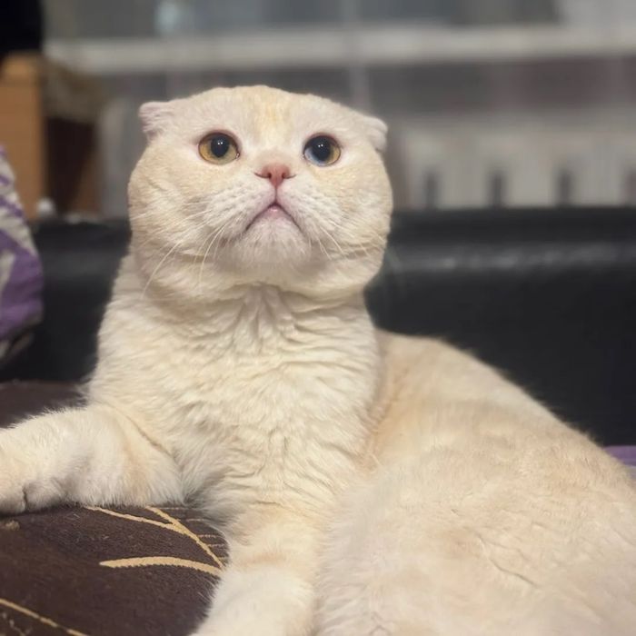 Кот шотландский на вязку