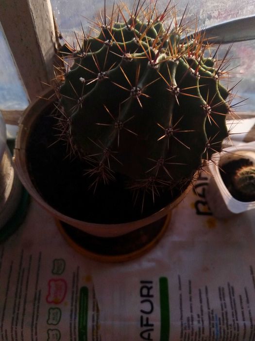 Кактус Эхинопсис Трубкоцветный