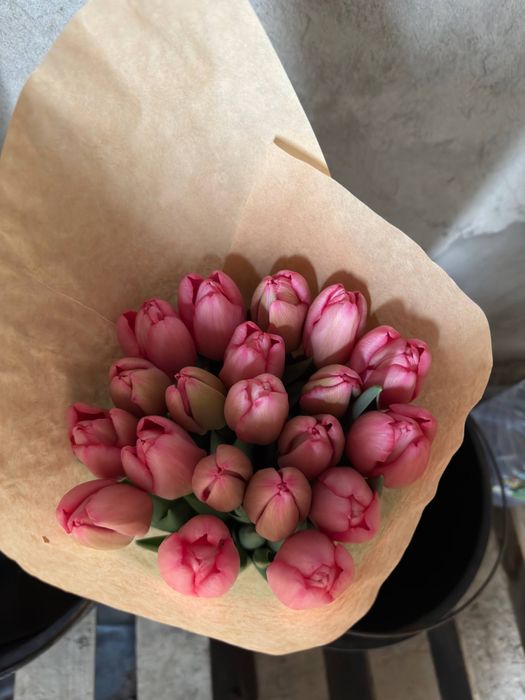 Lola / Голландские тюльпаны