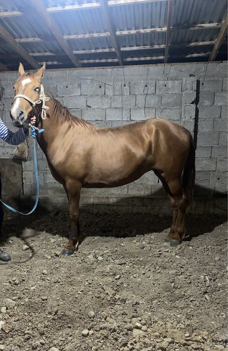 Жаксы бие сатылады