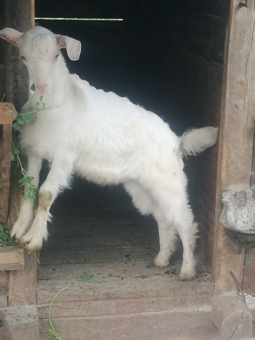 Ieduță de vînzare