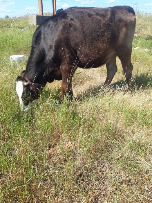 Vand junica foarte buna