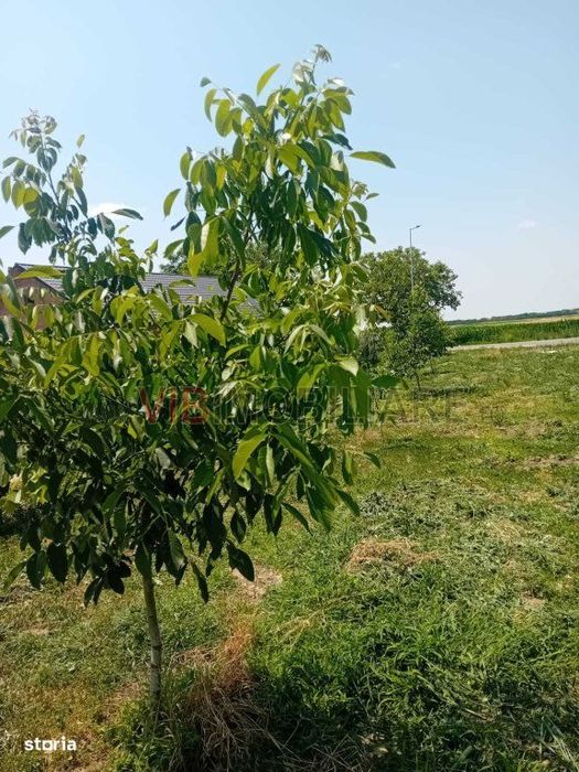 Teren intravilan 16.000 mp | Livadă mixtă | Front stradal 85 ml | Util