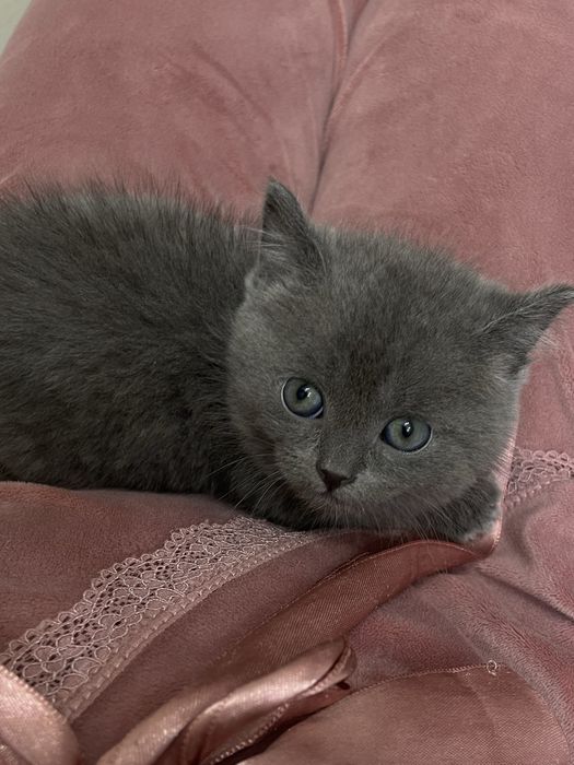 Котенок Британский