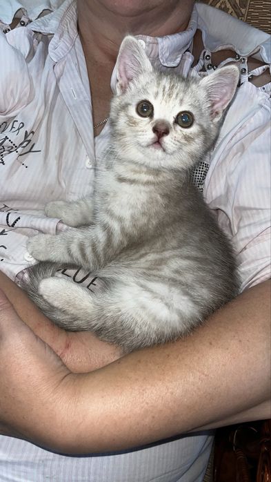 Британские котята прямоухие