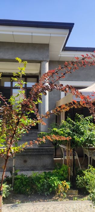 Продается барбарис( 3 года) имеются два штамбовых барбариса.