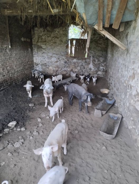 Прасета големи и малки