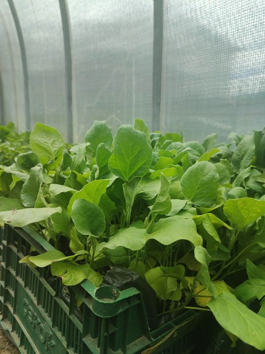 Продам закалённую рассаду