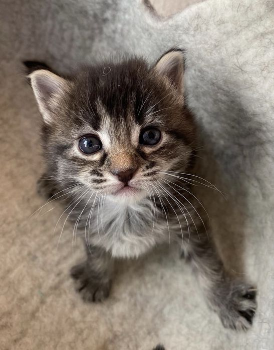 Norvegiana de padure