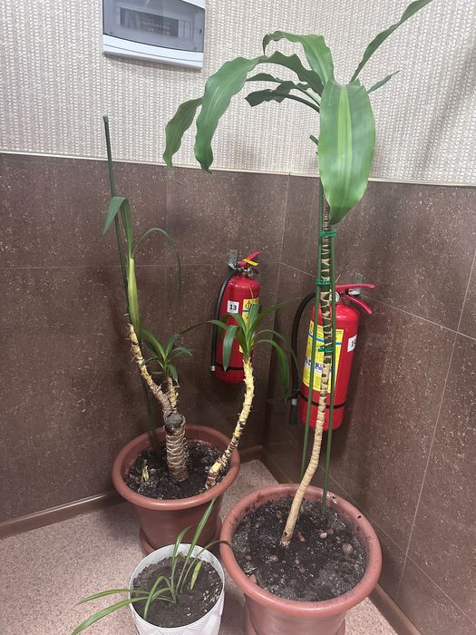 Цветы домашние или для офиса