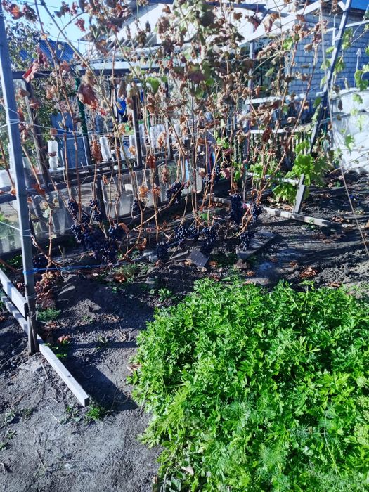 Продам Дачу в с/о Лада