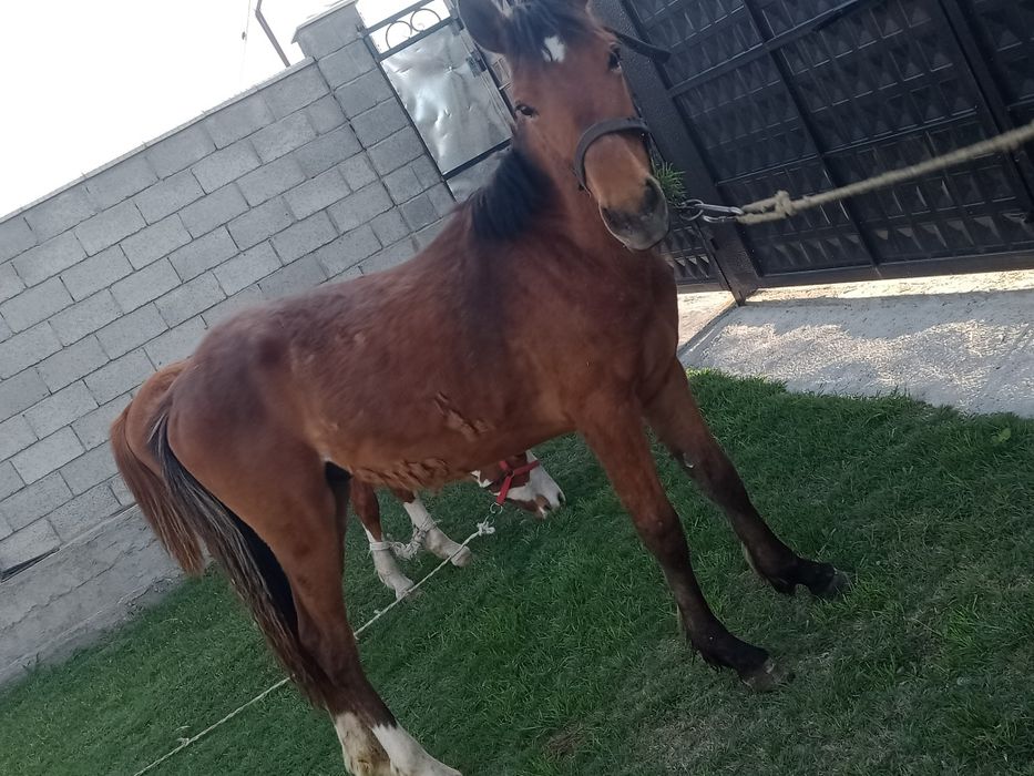 Еркек тай сатылады