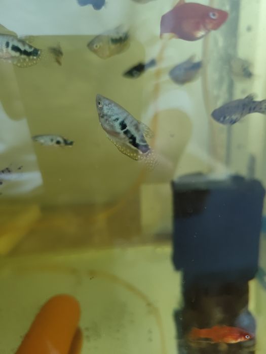 Продам аквариумных рыб гурами