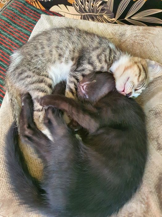 Mushukchalar   котята