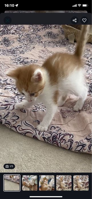 котенок девочки