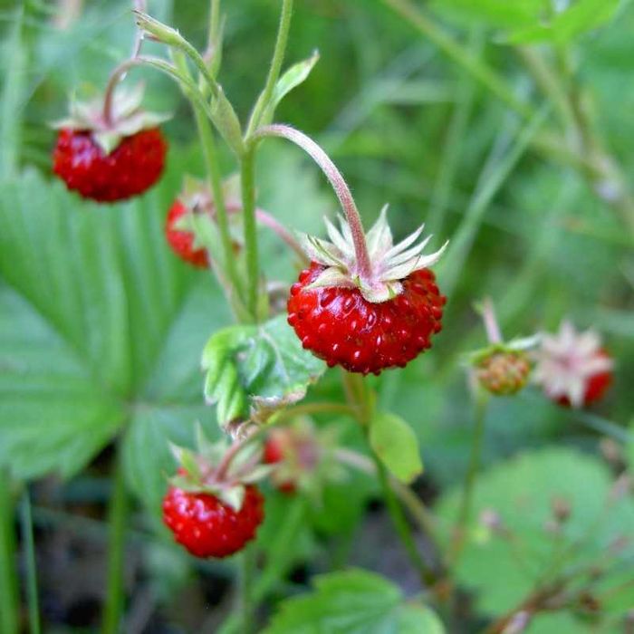 Stoloni capsuni Albion fragi mur zmeur smochin agris tayberry albizia