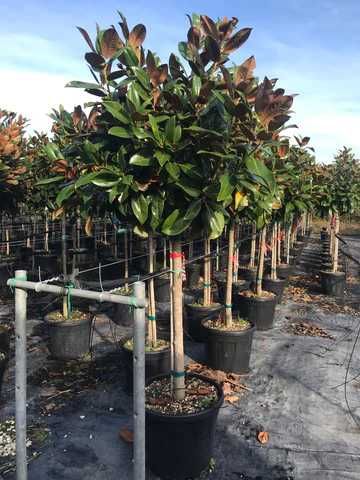 Magnolia grandiflora tufa pom