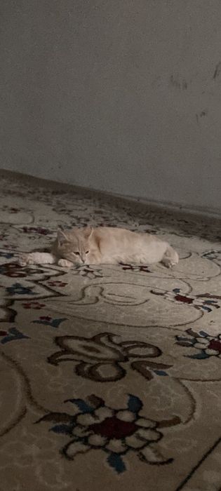 Кот домашний Леопольд