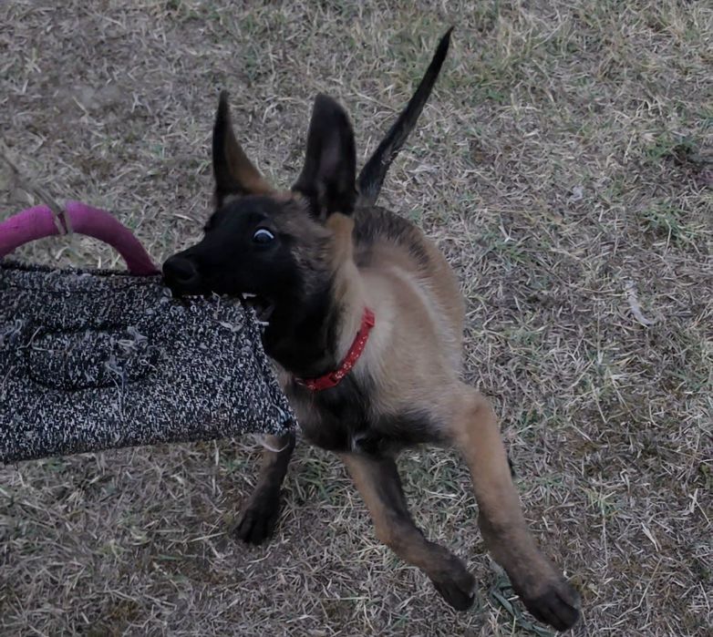 Ciobănesc belgian malinois