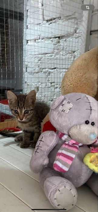 Отдам котенка в добрые руки