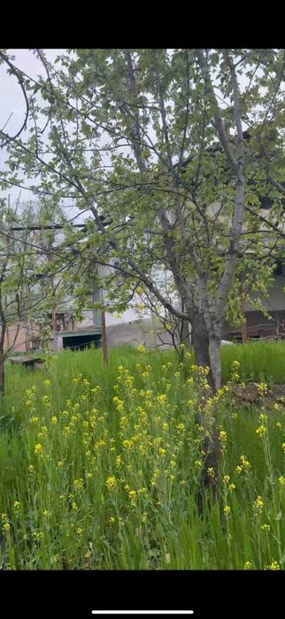 Продаю свою дачу в Паркенте