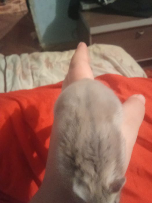 Хомячок хороший 2 месяца