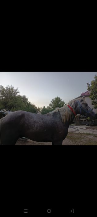 Обьезженный конь