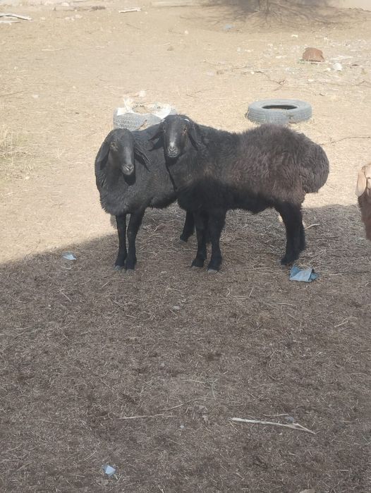 Қошқар Сарыағаш қаласы