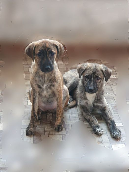 Щенки в заботливые и добрые руки