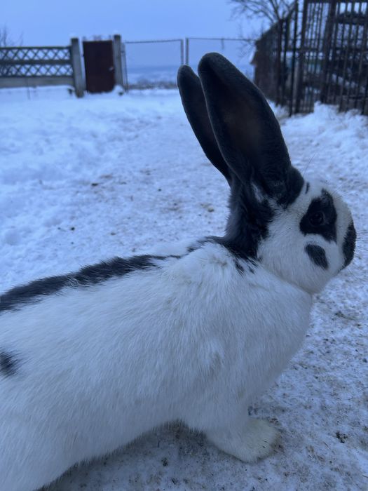 Mascul fluture german