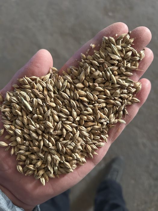 Продам ячмень пшеницу в мешках от 22 тонн