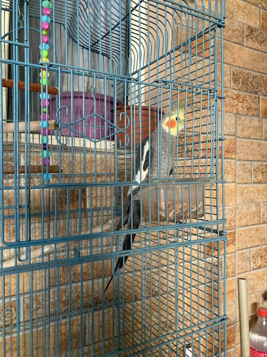 Продам попугая карелы