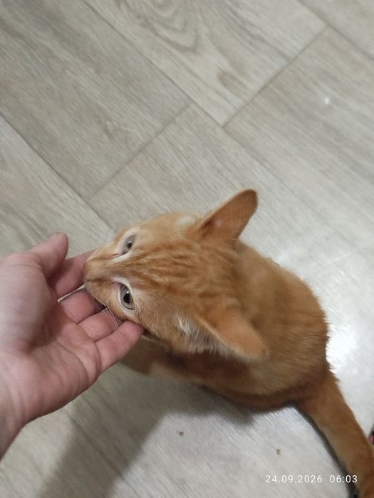 Отдам в надёжные руки